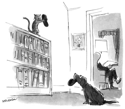 Mischievous Pets