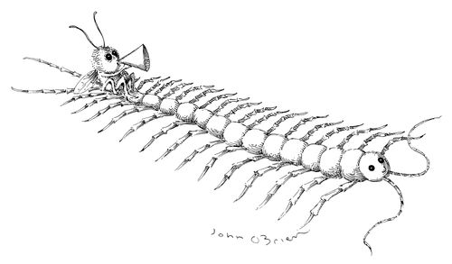 Centipede Used As Rowing Boat