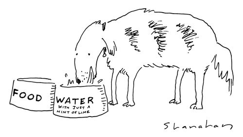 A dog drinking water from a bowl labeled "Water with just a hint of lime".