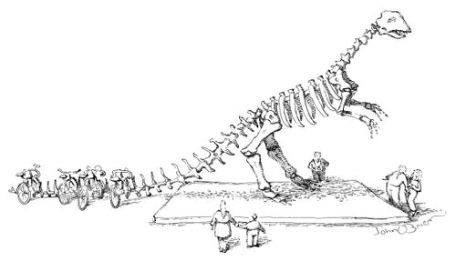 Dinosaur skeleton being used as a bike rack