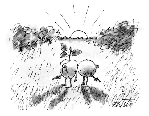 Apples and Oranges Shoot-Out