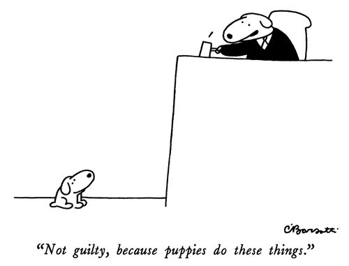 "Not guilty, because puppies do these things."