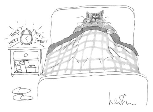 The Cat's Alarm Clock