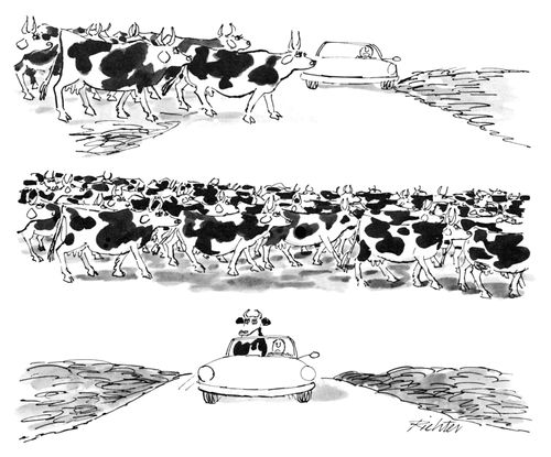 A man in a car waits for a large herd of cows to cross the road; once they have crossed he finds a cow sitting in the passenger seat of his car. 