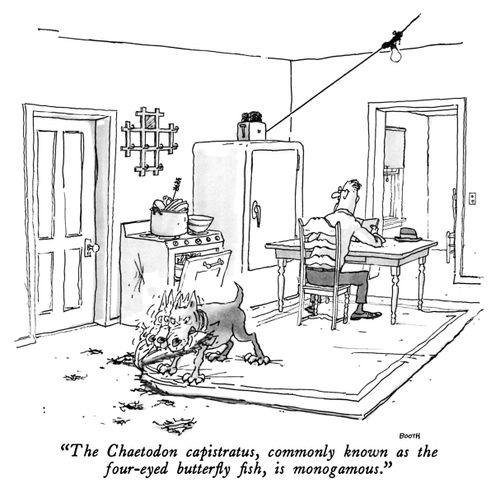 "The Chaetodon capistratus, commonly known as the four-eyed butterfly fish, is monogamous."