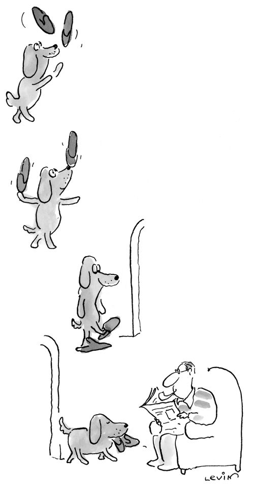 A dog fetching his owner's slippers balances them on his nose, juggles them and tries them on before presenting them to his owner.