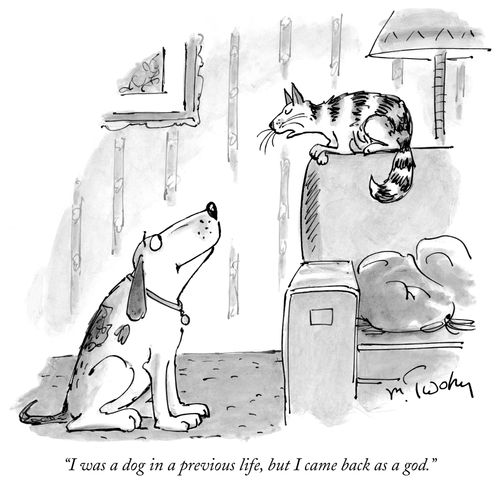 "I was a dog in a previous life, but I came back as a god."