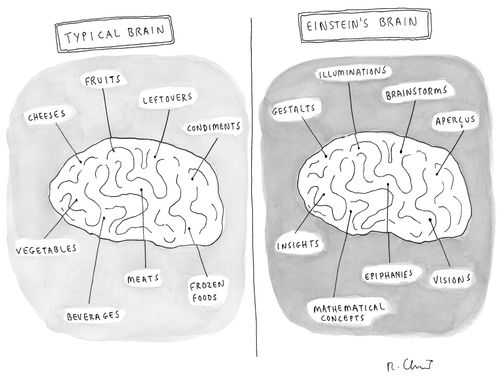 Typical Brain Versus Einstein's Brain