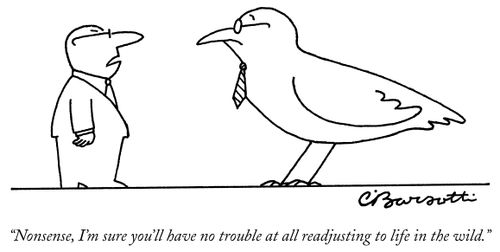 "Nonsense, I'm sure you'll have no trouble at all readjusting to life in the wild."