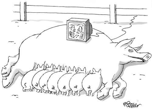Suckling piglets watching television on mother's back