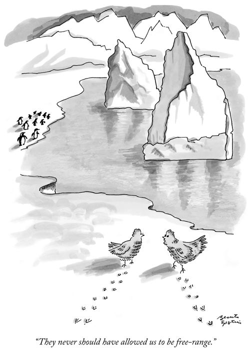 "They should never have allowed us to be free-range."