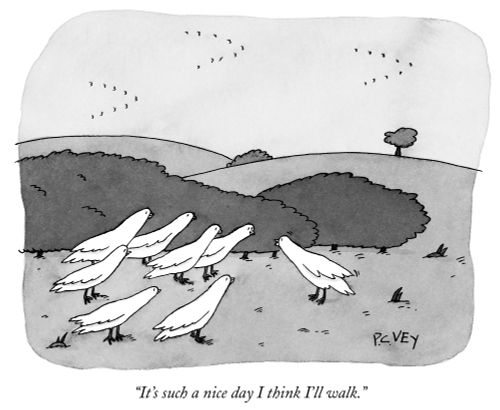 "It's such a nice day I think I'll walk."