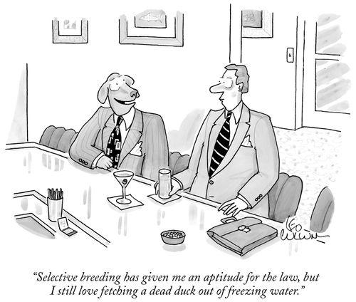 "Selective breeding has given me an aptitude for the law, but I still love fetching a dead suck out of freezing water."