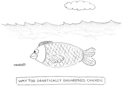 Way Too Genetically Engineered Chicken