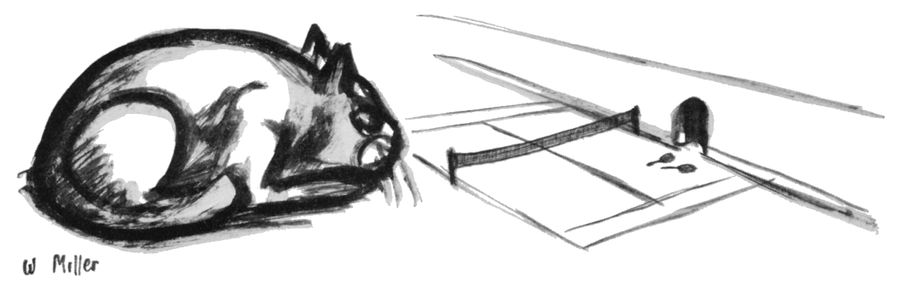 Cat and mouse tennis court