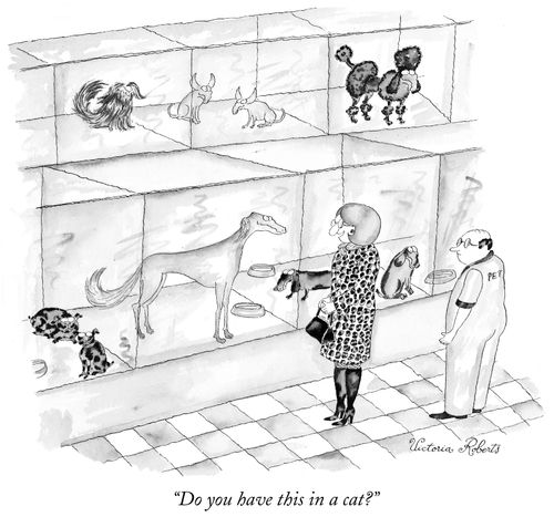 "Do you have this in a cat?"