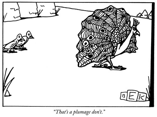 "That's a plumage don't."