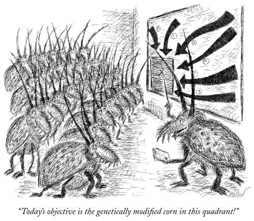 "Today's objective is the genetically modified corn in this quadrant!"