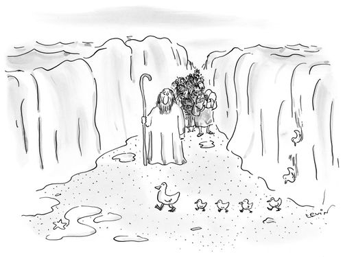 Ducks crossing the Red Sea.