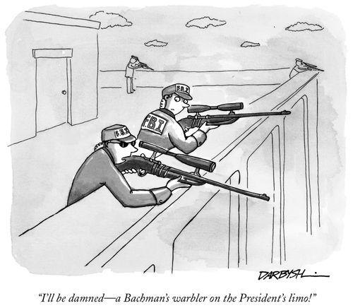 "I'll be damned – a Bachman's warbler on the President's limo!"
