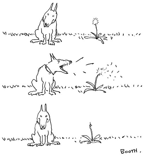 Dog blows on dandelion.