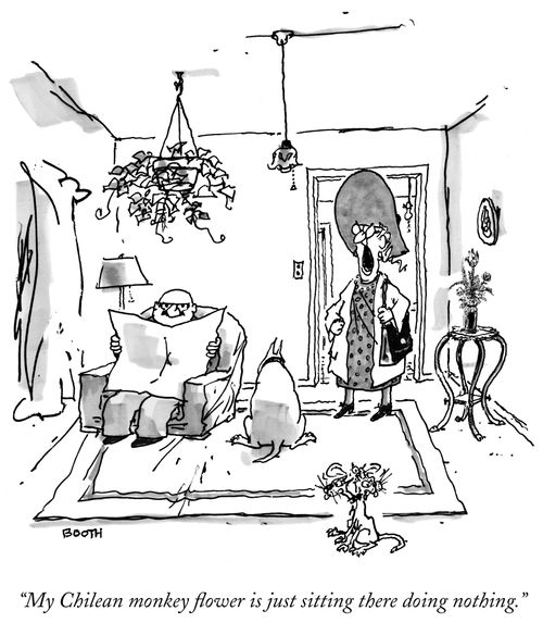 "My Chilean monkey flower is just sitting there doing nothing."