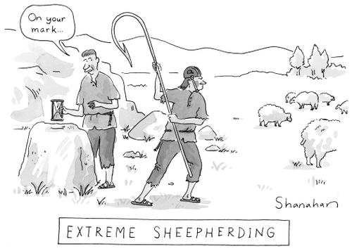Extreme Sheepherding 