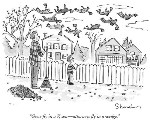 "Geese fly in a V, son--attorneys fly in a wedge."