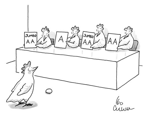 A panel of chicken judges grade another chicken's newly laid egg.