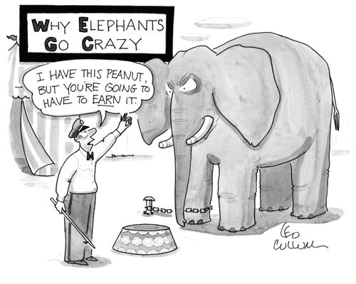 Why Elephants Go Crazy