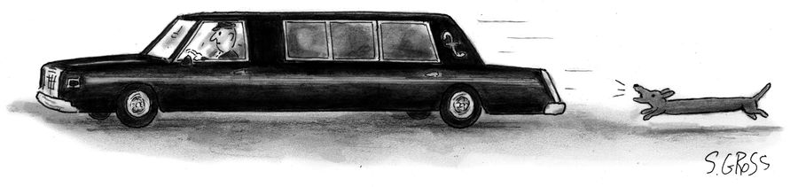 Dachshund Chasing a Stretch Limousine