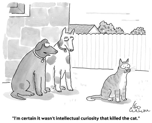 "I'm certain it wasn't intellectual curiosity that killed the cat."
