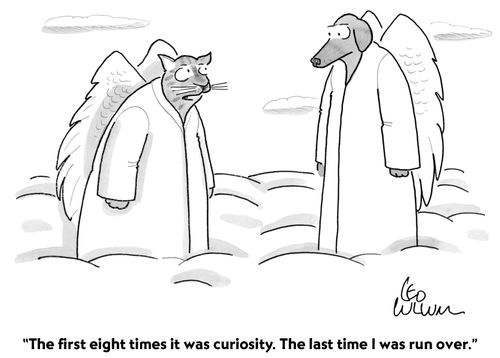 "The first eight times it was curiosity. The last time I was run over."