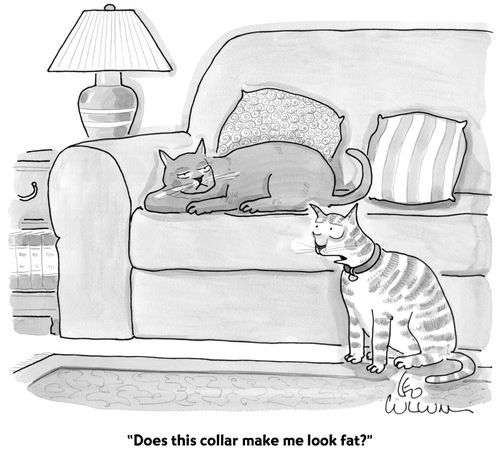 "Does this collar make me look fat?"
