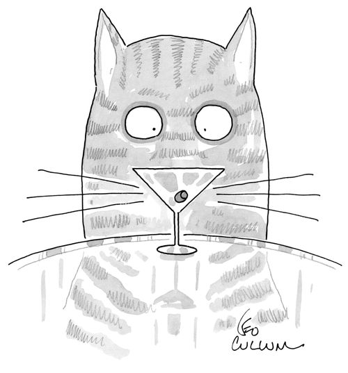 Cat eyes up cocktail olive.
