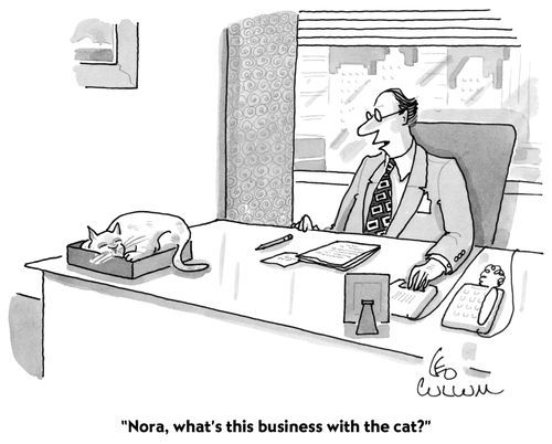 "What's this business with the cat?"