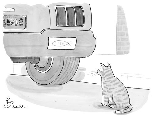 A cat stares at a fish bumper sticker