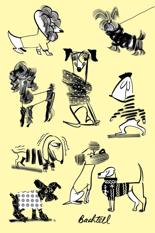 Dogs wearing sweaters