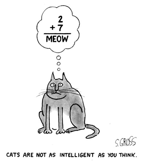 Cats are not as intelligent as you think.