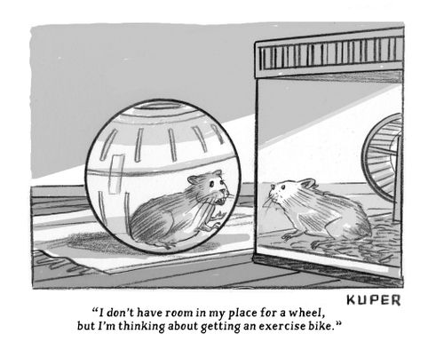 Self-Isolating Hamster 