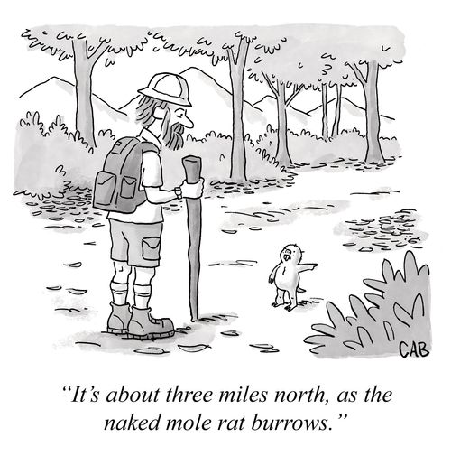 "It's about three miles north, as the naked mole rat burrows."