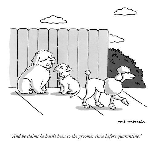 "And he claims he hasn't been to the groomer since before quarantine."