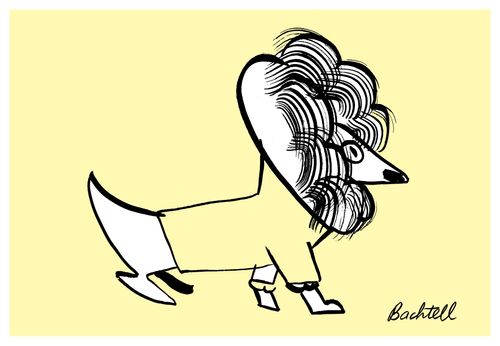 Dog wearing jumper to hide his spots.