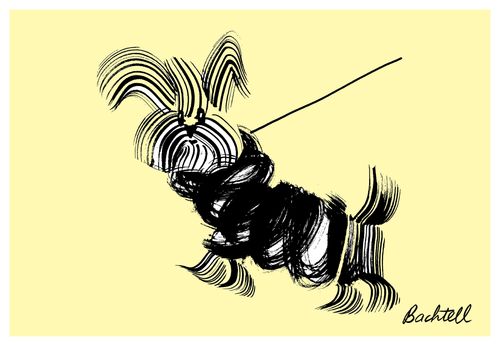 Hair of the dog spots: maltese on a walk