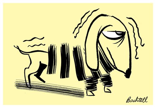 Hair of the dog spots: dachshund 