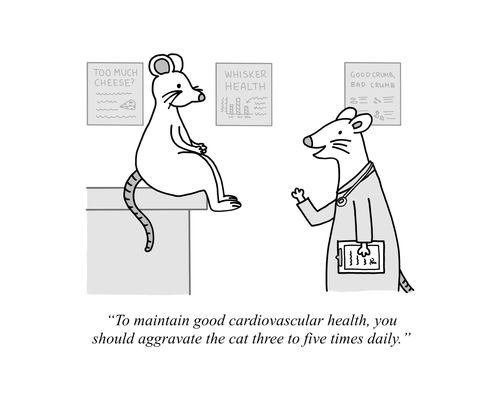 "To maintain good cardiovascular health, you should aggravate the cat three to five times daily."