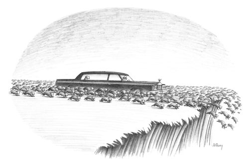 Lemming Limo