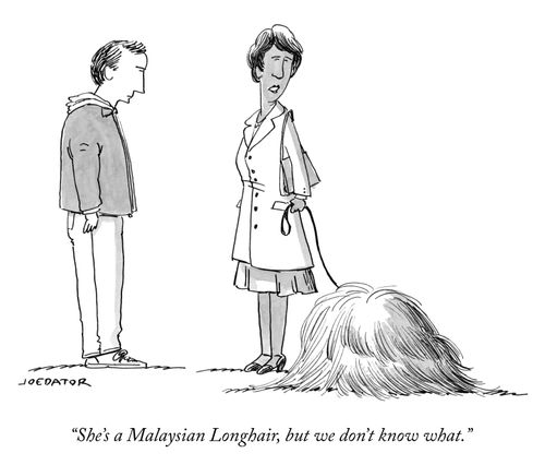 "She's a Malaysian Longhair, but we don't know what."