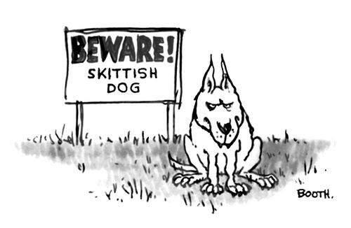Beware! Skittish Dog.