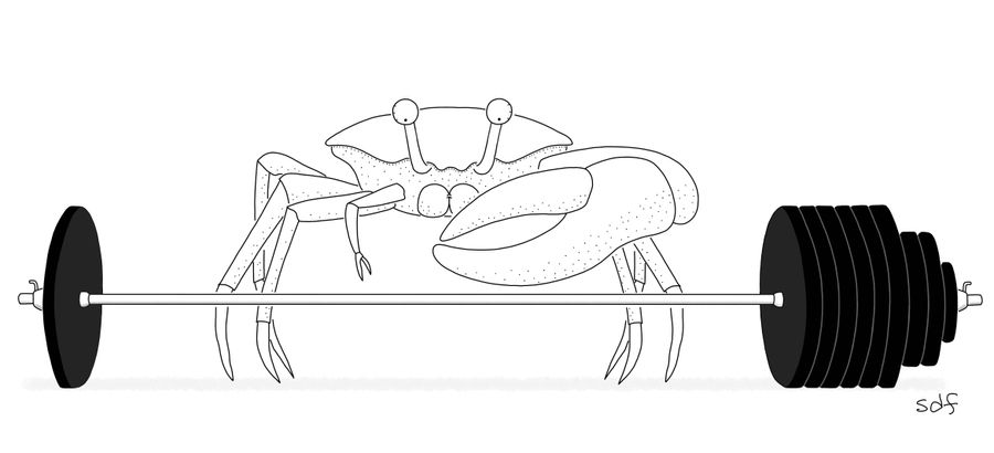Weight Lifting Crab